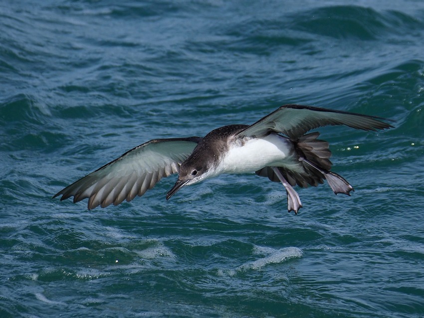 Berta minore mediterranea (Puffinus yelkouan)