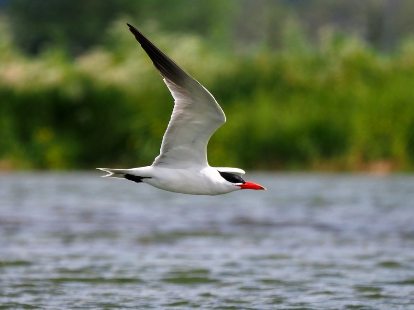 La pesca della Sterna maggiore (Hydroprogne caspia)