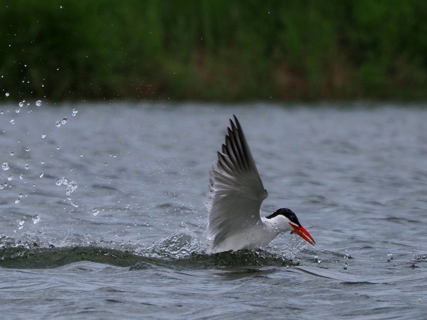 La pesca della Sterna maggiore (Hydroprogne caspia)