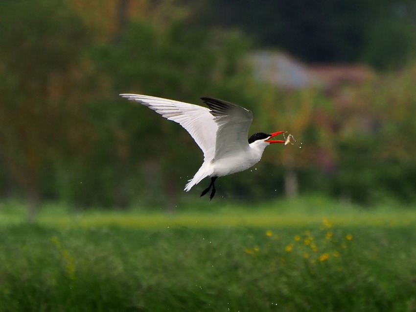 La pesca della Sterna maggiore (Hydroprogne caspia)