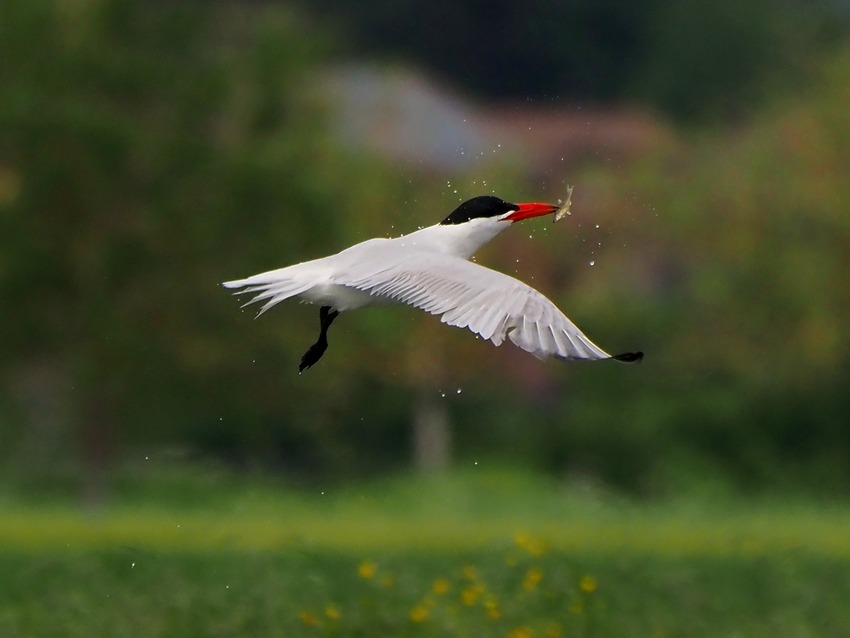 La pesca della Sterna maggiore (Hydroprogne caspia)