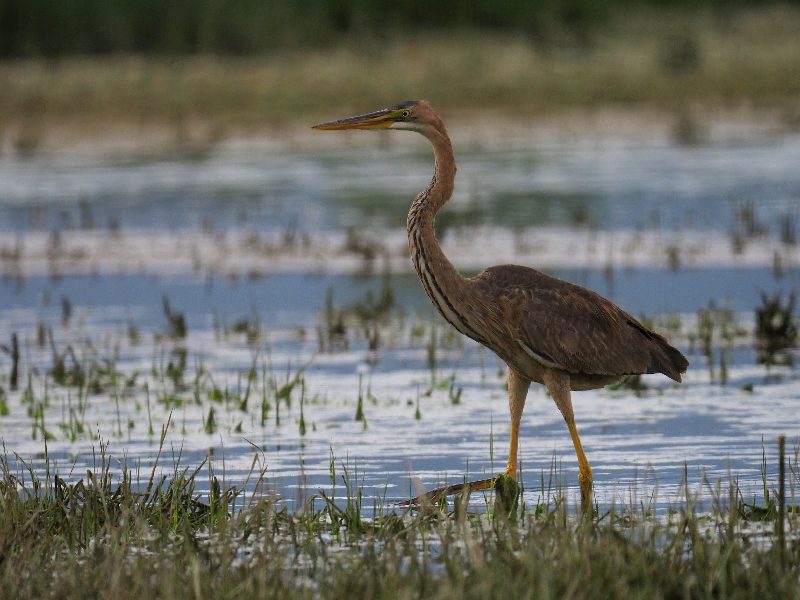Giovane Airone rosso  (Ardea purpurea)