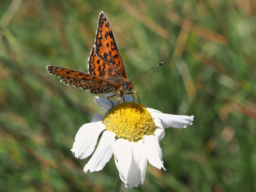 un p di specie montane, fra Lazio e Umbria