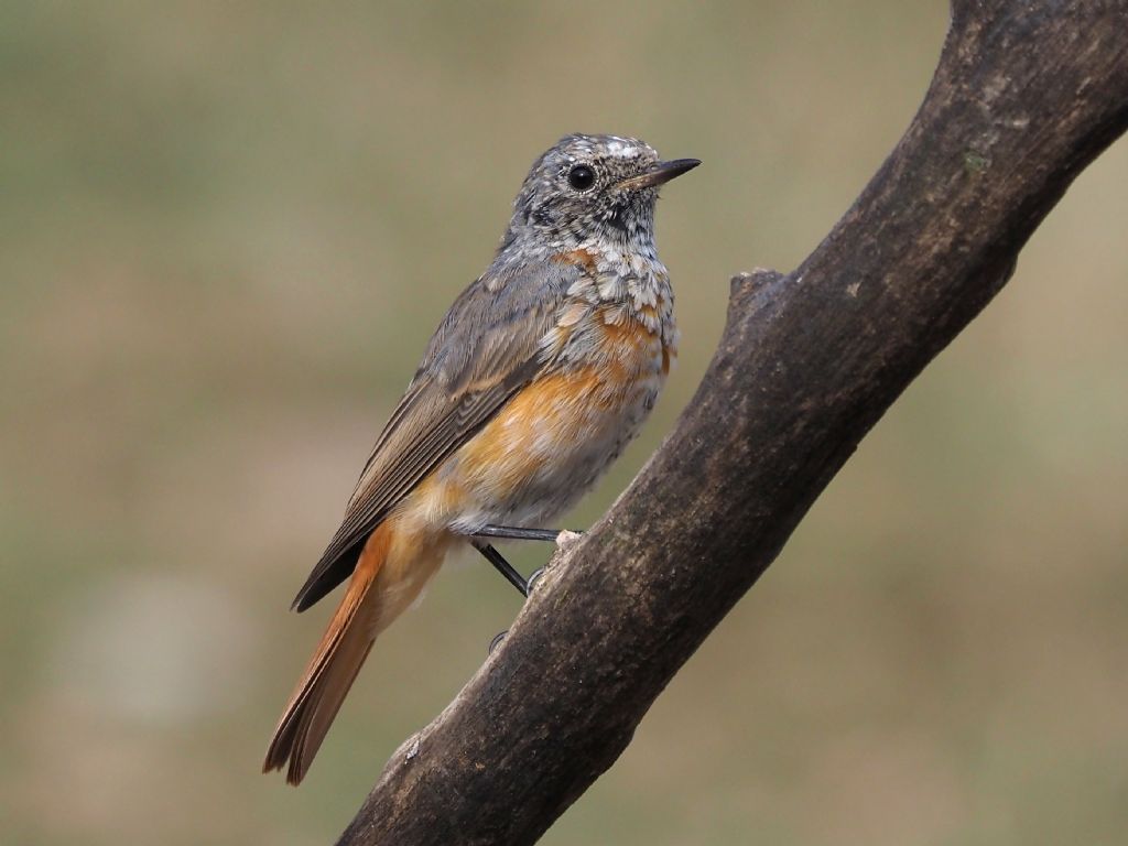 Cambio d''abito : Codirosso ♂️(Phoenicurus phoenicurus)