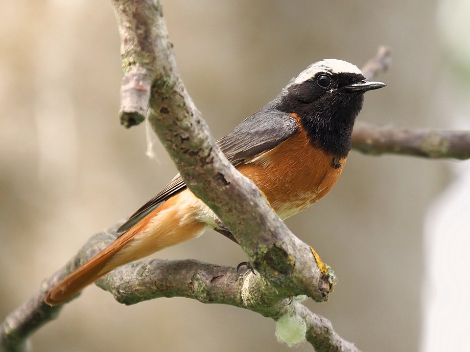 Cambio d''abito : Codirosso ♂️(Phoenicurus phoenicurus)