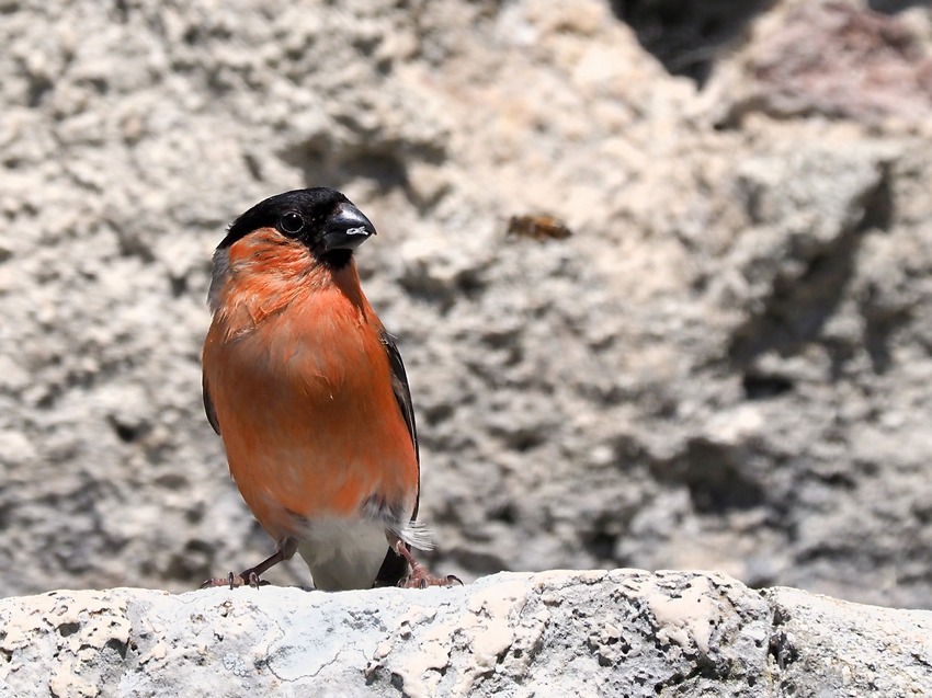 Ciuffolotti (Pyrrhula pyrrhula)