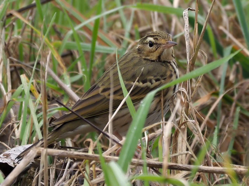 Prispolone indiano (Anthus hodgsoni)