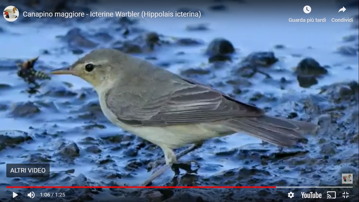 Canapino maggiore -video-