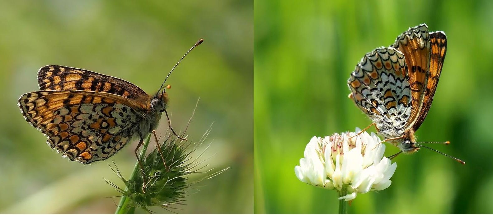 Melitaea ornata