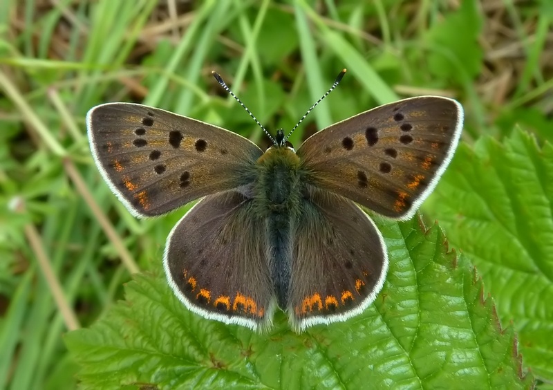 Lycaena tityrus