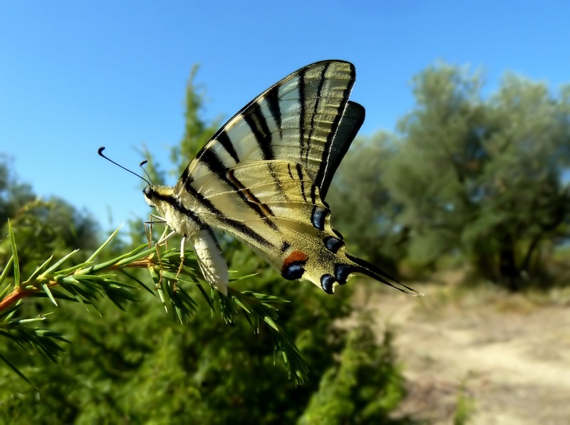 Papilio Machaon, the Queen