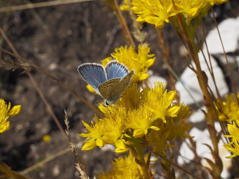 Polyommatus da 