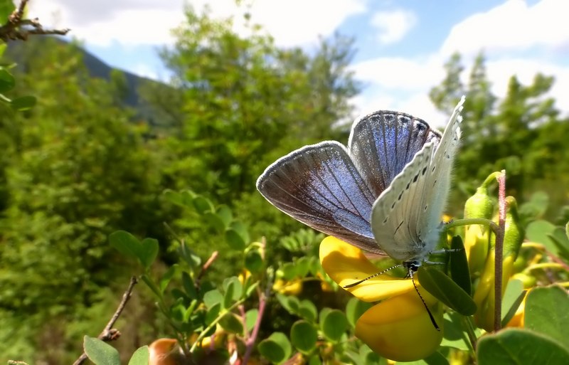 una specie difficile... - Iolana iolas