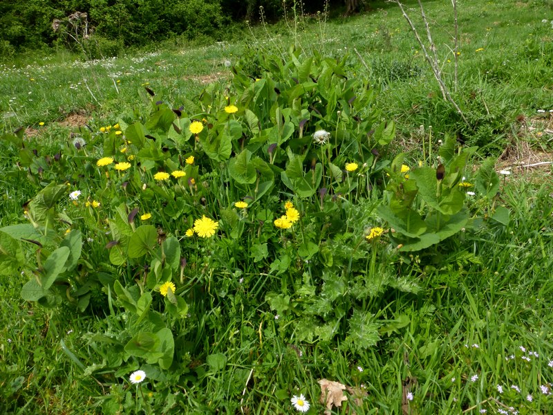 Pecore e Zerynthia