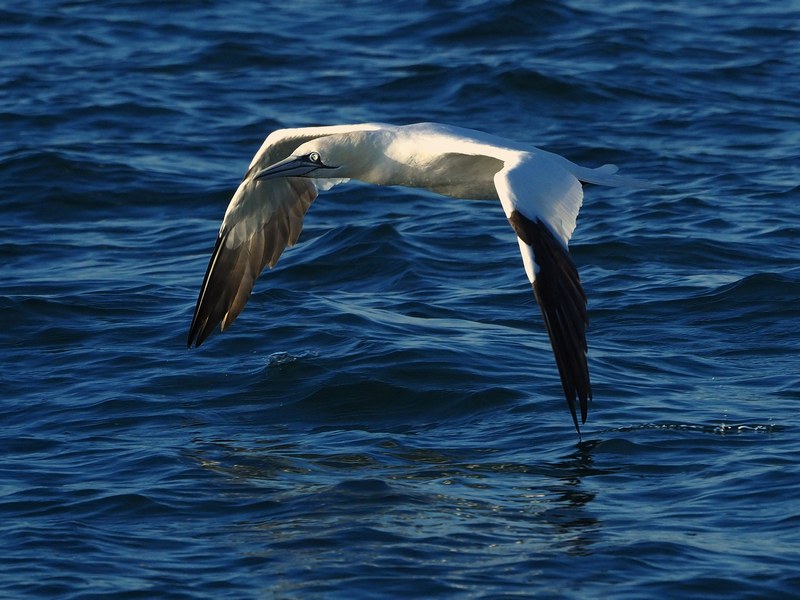 Sula (Morus bassanus)