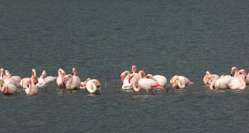 Fenicotteri in Umbria