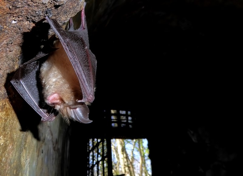 Rhinolophus hipposideros