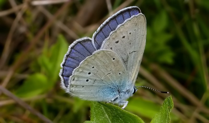 una specie difficile... - Iolana iolas