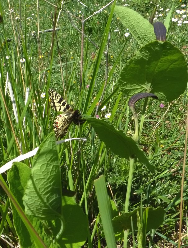 Pecore e Zerynthia