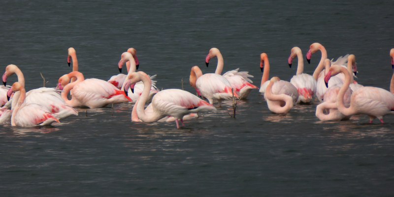 Fenicotteri in Umbria