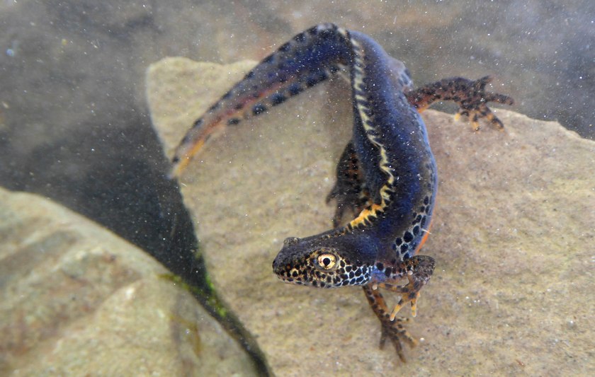 Ichthyosaura alpestris ssp. apuana