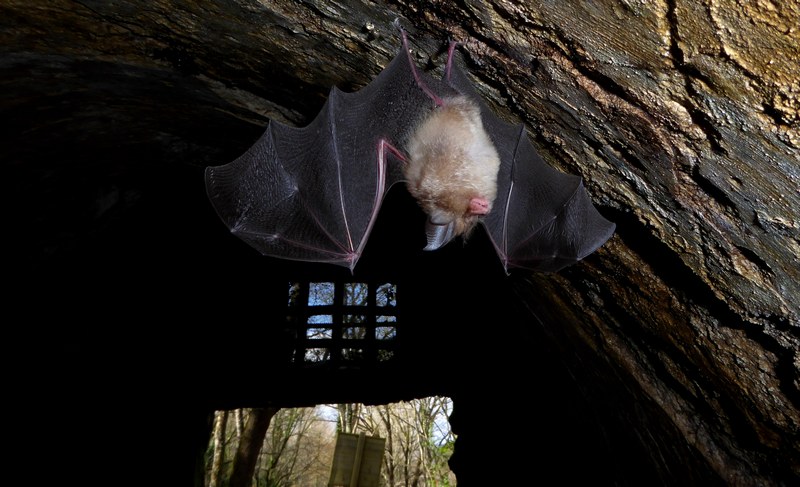 Rhinolophus hipposideros