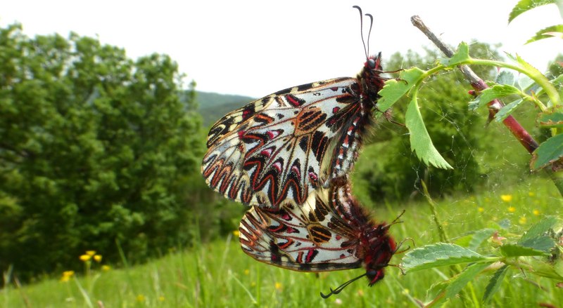 Pecore e Zerynthia