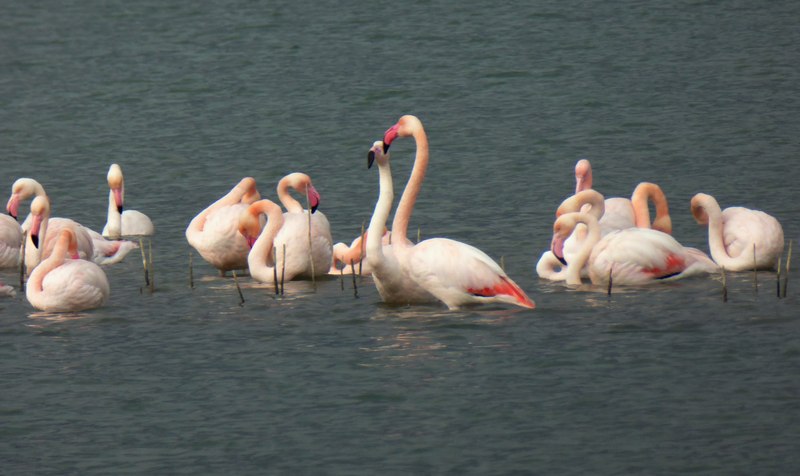 Fenicotteri in Umbria