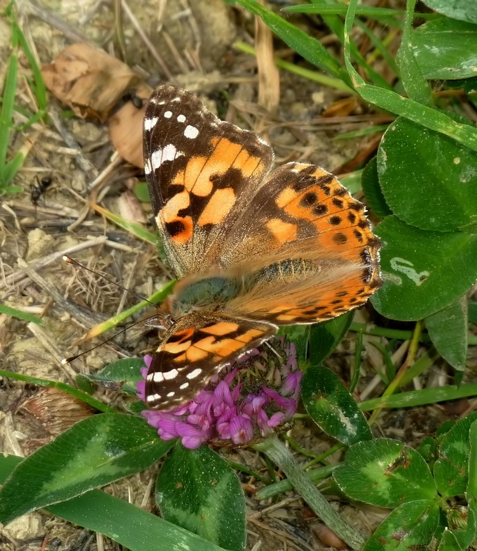 Alla ricerca della Melitaea ornata