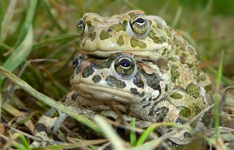 smeraldini umbri