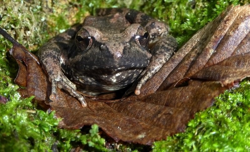 Rana italica