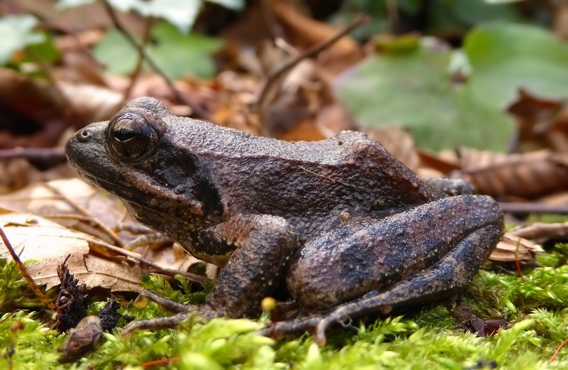 Rana italica