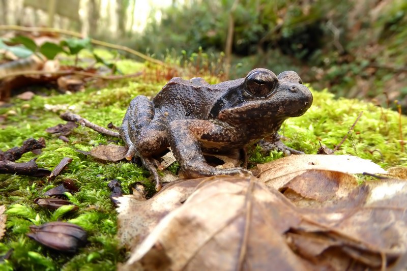 Rana italica