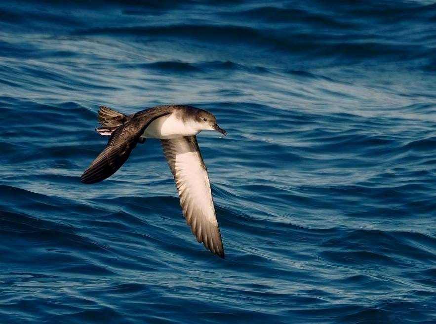 Berta Minore Mediterranea