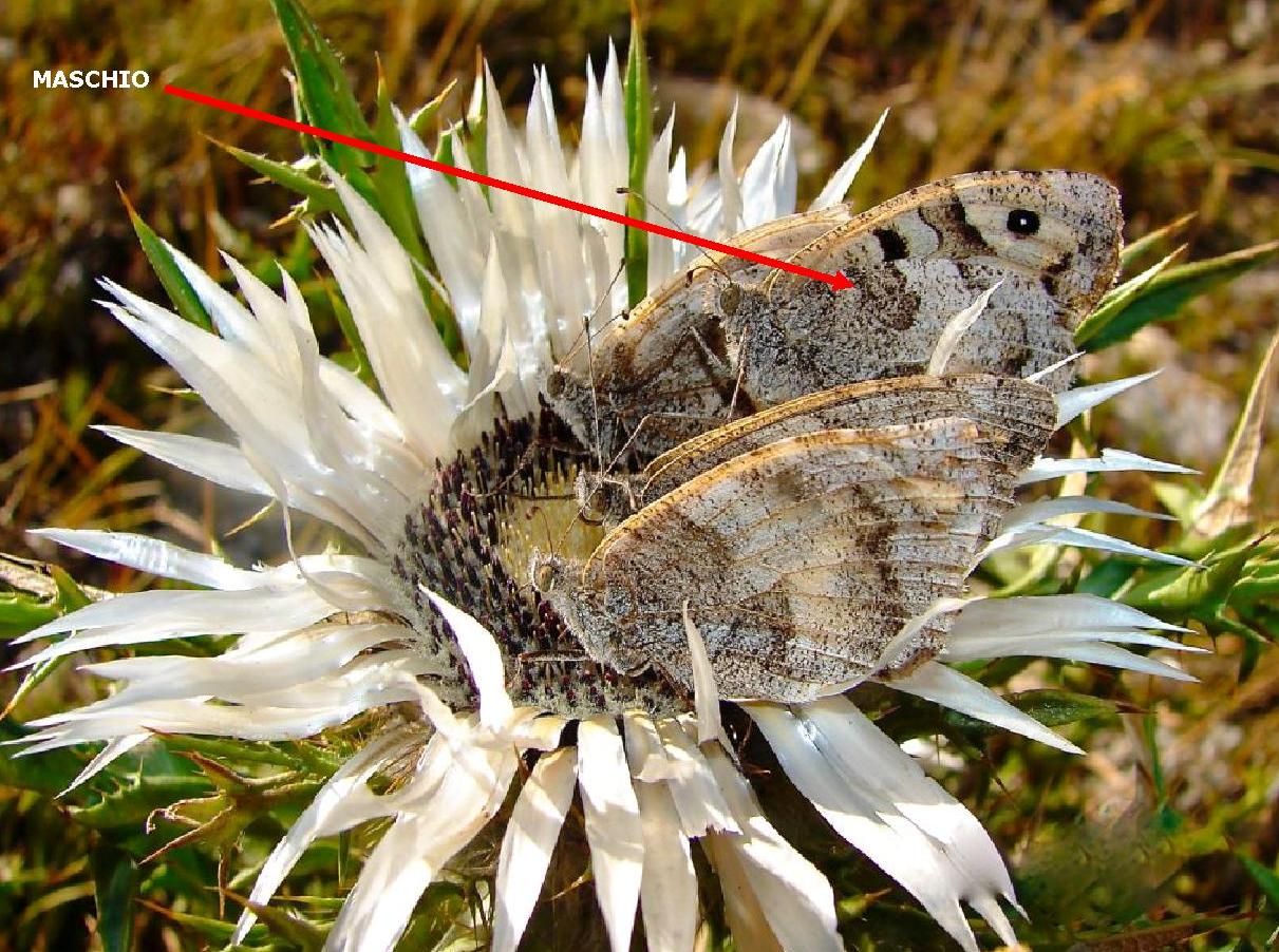 Nymphalidae Castellucio di Norcia