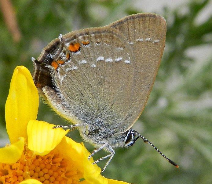 Satyrium acaciae?
