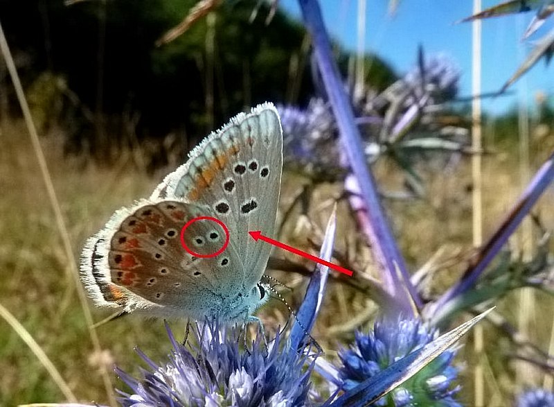 ci si sbaglia facilmente...