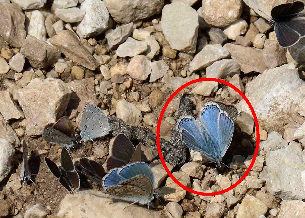 Polyommatus (Lysandra) bellargus ?