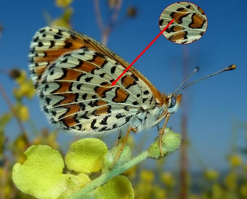 Melitaea trivia?