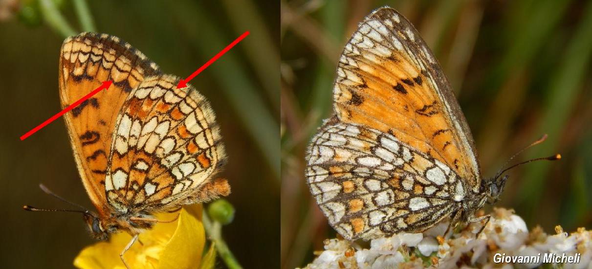 Melitae athalia e aurelia o britomartis?
