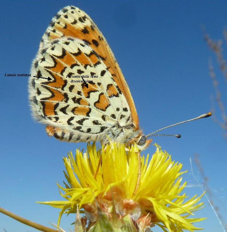 Melitaea trivia? - No, M. dydima