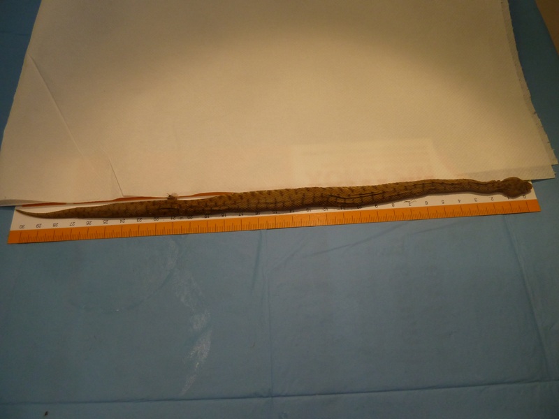 Siero antivipera: botta e risposta e un paio di risate !