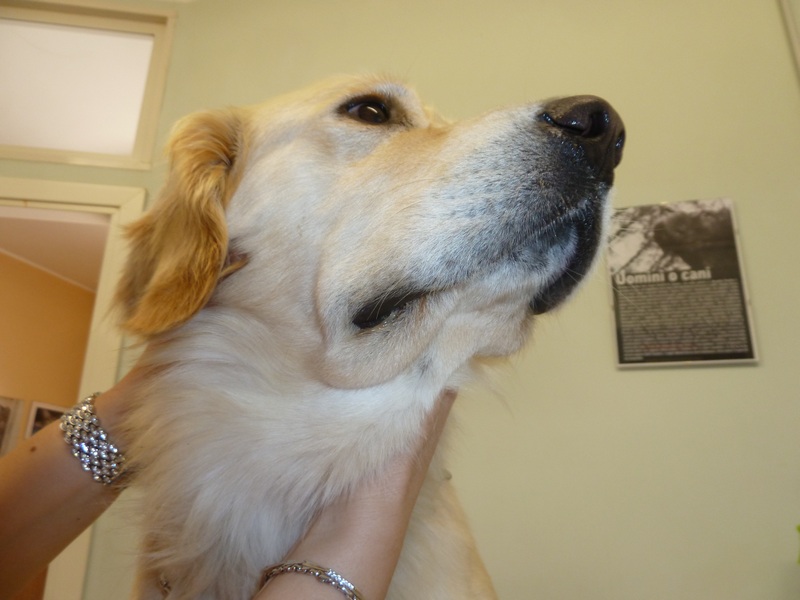 Siero antivipera: botta e risposta e un paio di risate !