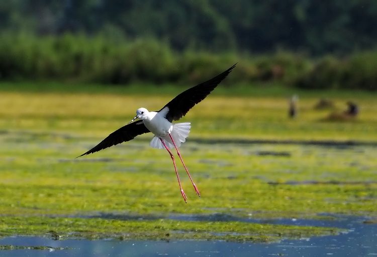 fotografare gli uccelli con la Mirrorless