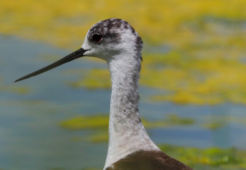 fotografare gli uccelli con la Mirrorless