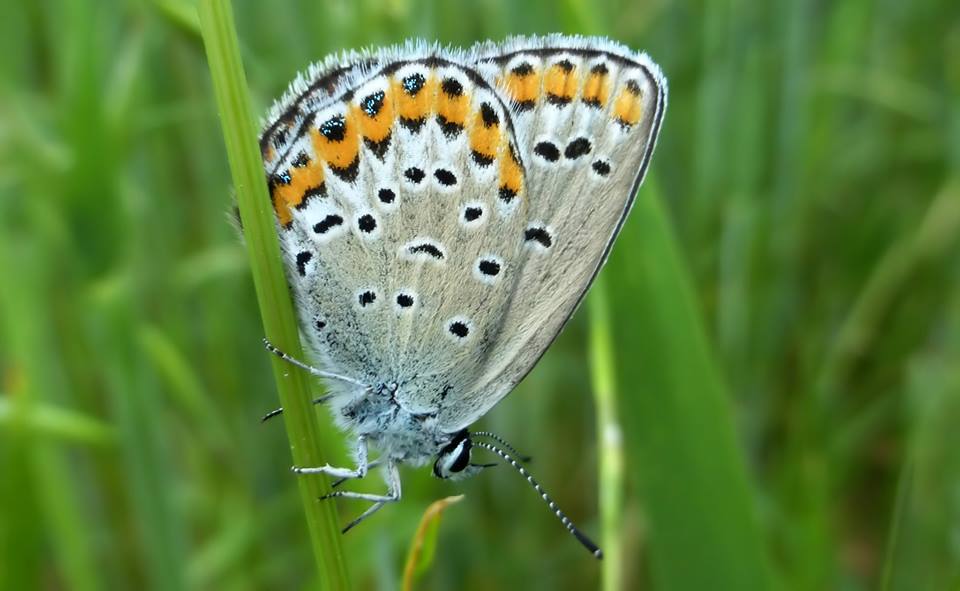 Plebejus idas? No, Plebejus argus