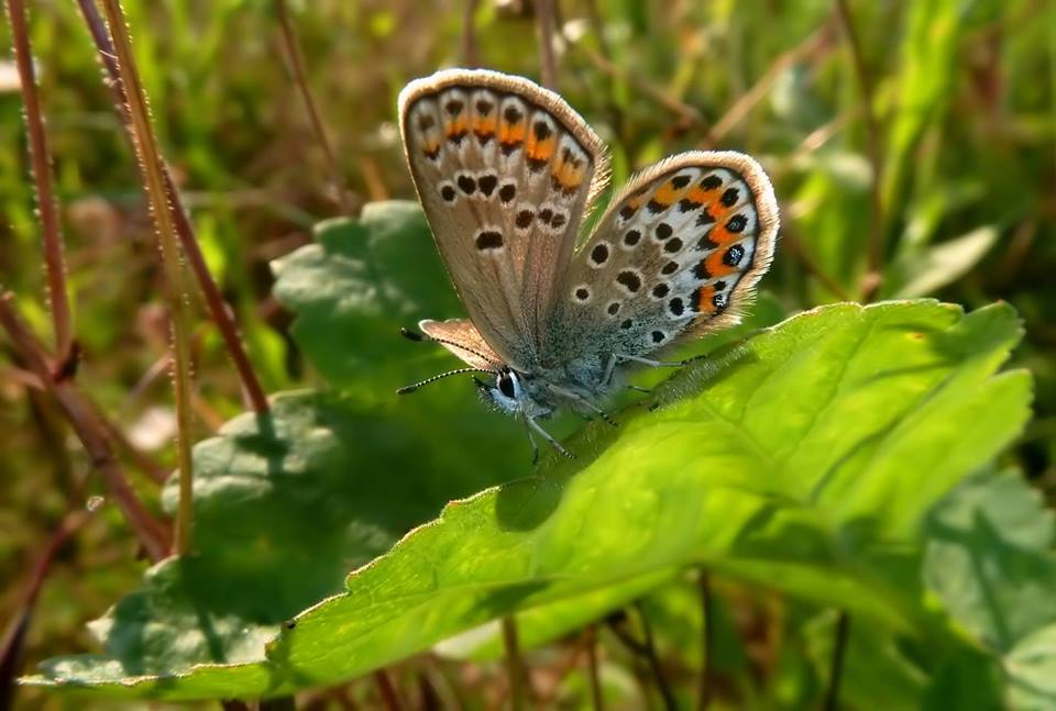 Plebejus idas? No, Plebejus argus