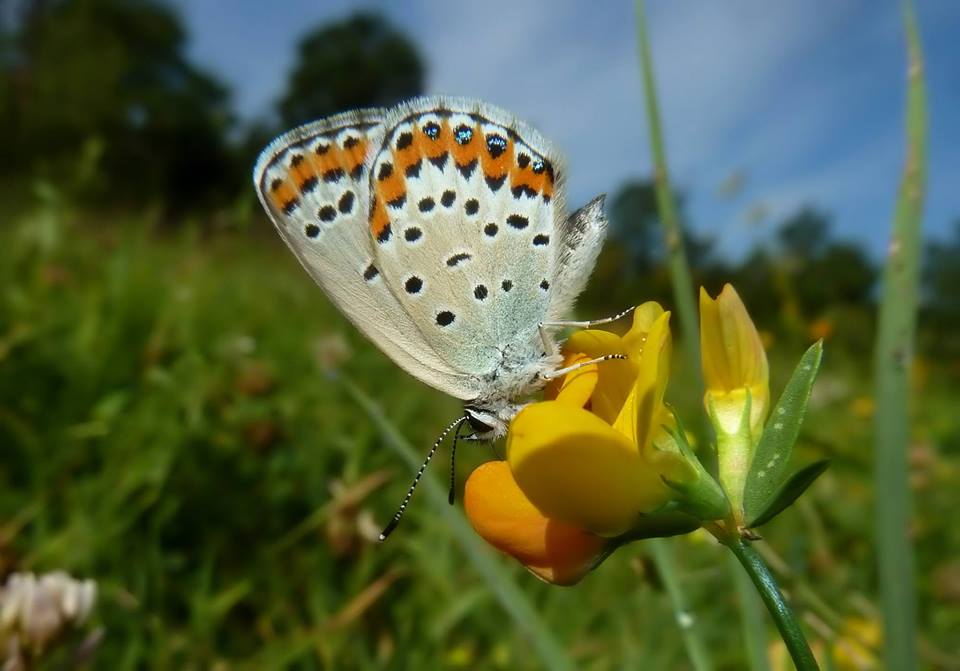 Plebejus idas? No, Plebejus argus