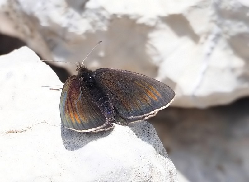 149 specie diverse, da trovare quest''anno??