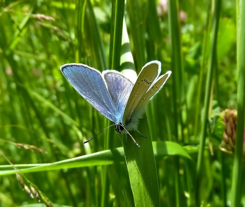 alla ricerca della Melitaea diamina